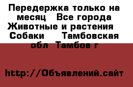 Передержка только на месяц - Все города Животные и растения » Собаки   . Тамбовская обл.,Тамбов г.